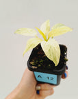 Homalomena sulcata ‘Cream Frost’ - SALE