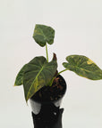 Alocasia 'Regal Shields'  variegata
