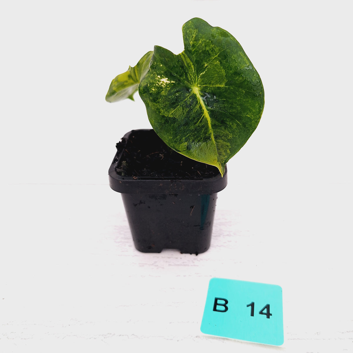 Alocasia Meclizine Aurea Variegata - sale