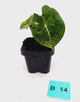 Alocasia Meclizine Aurea Variegata - sale