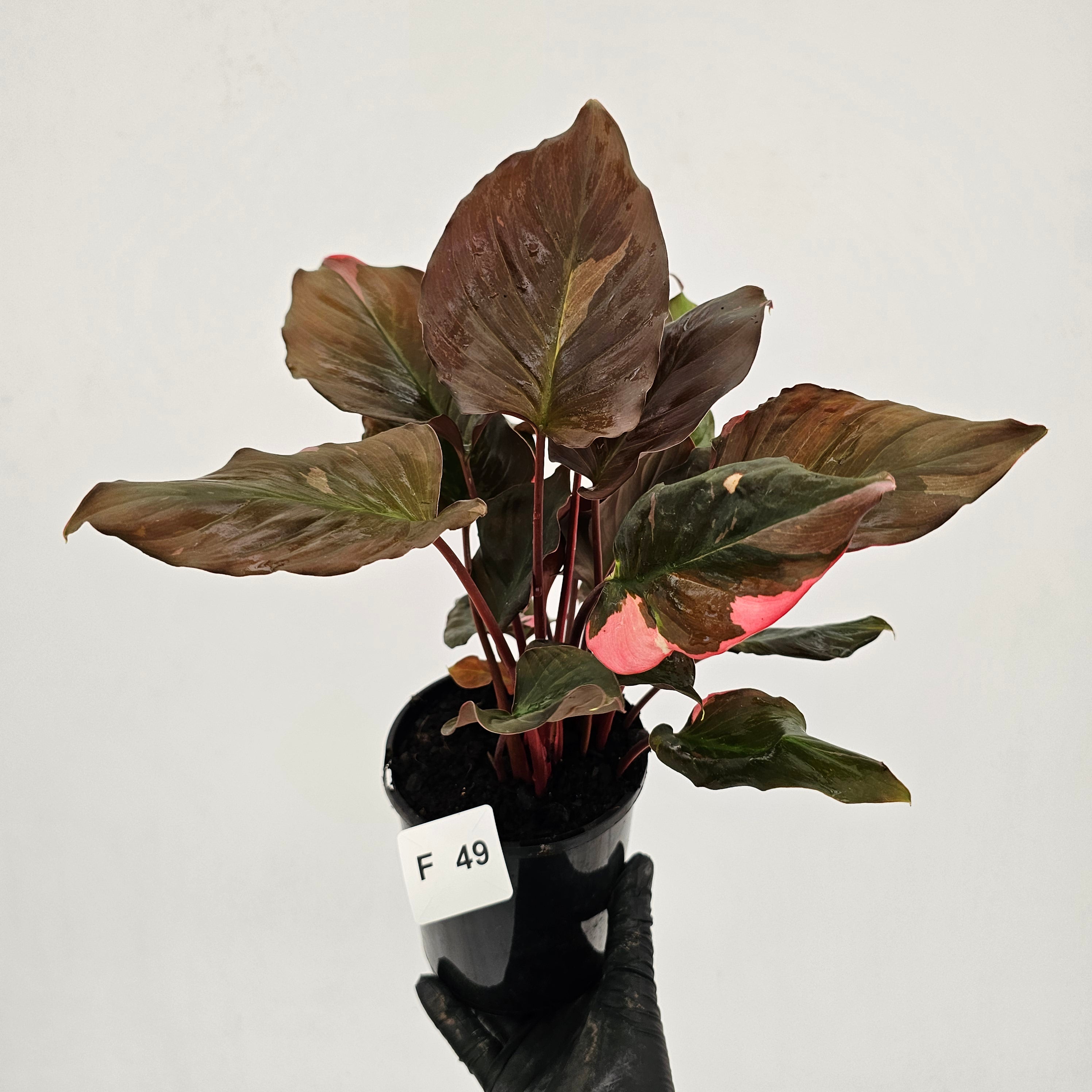 Homalomena rubescens Flaming Red Variegata