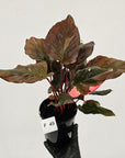 Homalomena rubescens Flaming Red Variegata