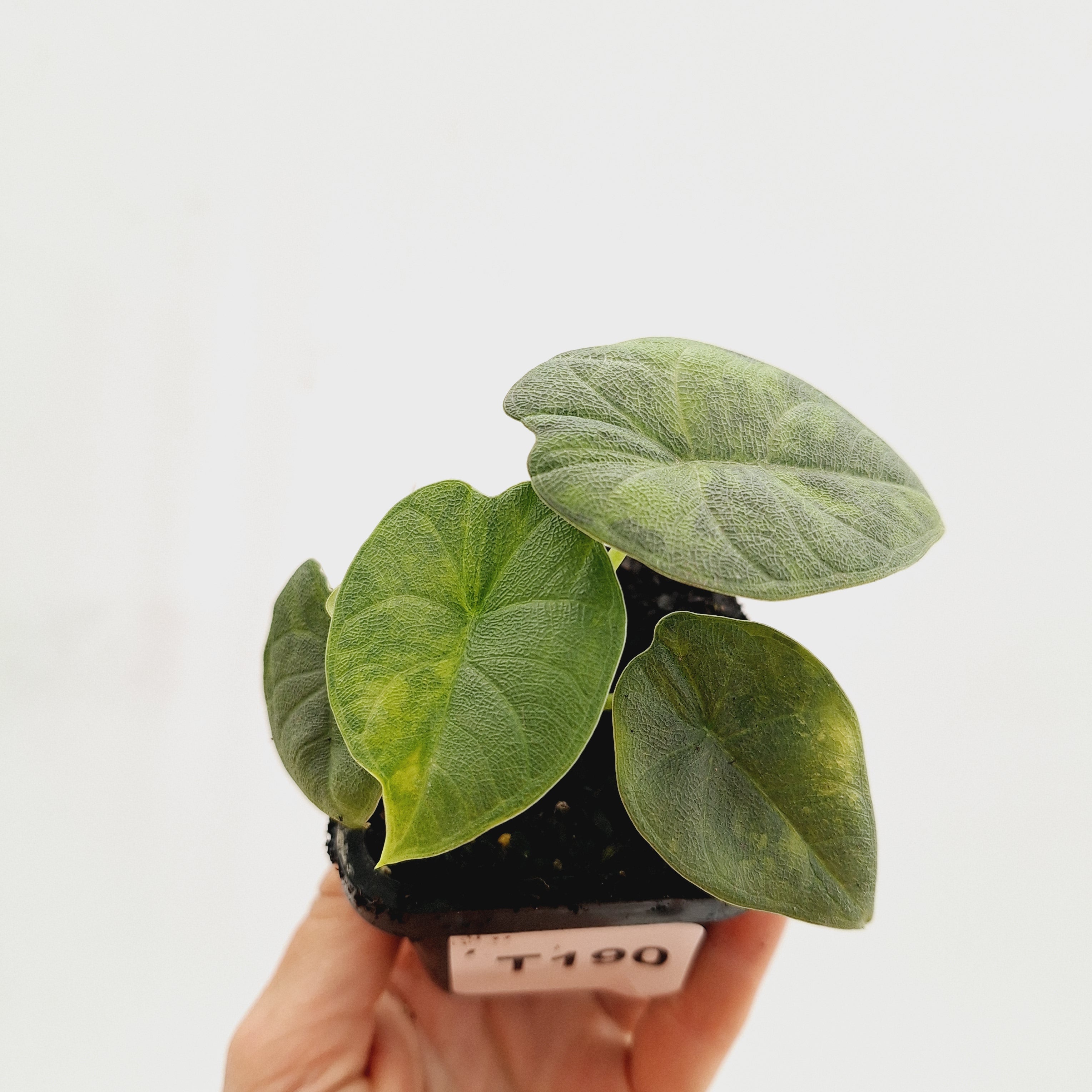 Alocasia melo &#39;Rhino Skin&#39; Variegata