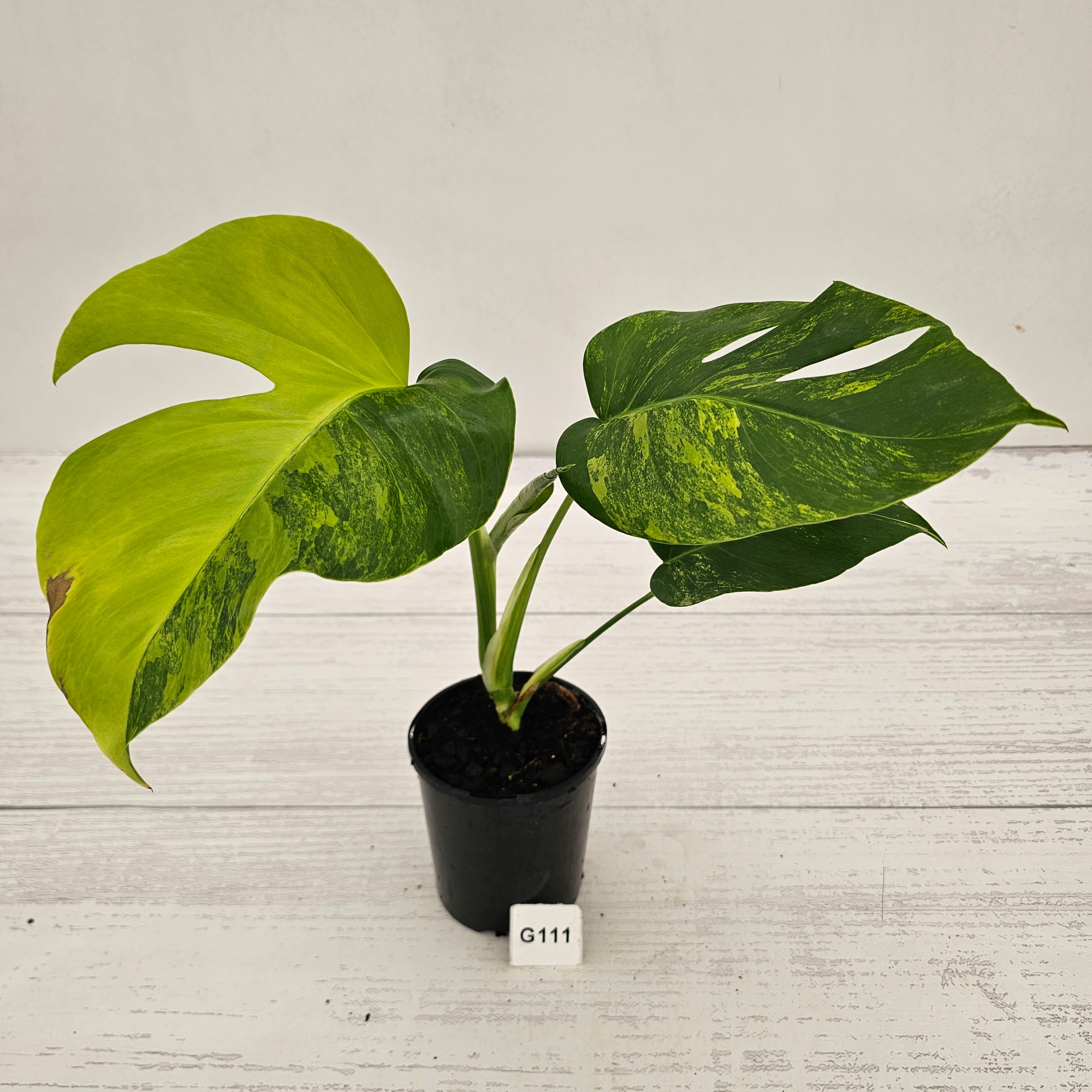 Monstera borsigiana Aurea
