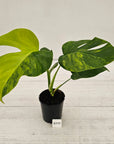 Monstera borsigiana Aurea
