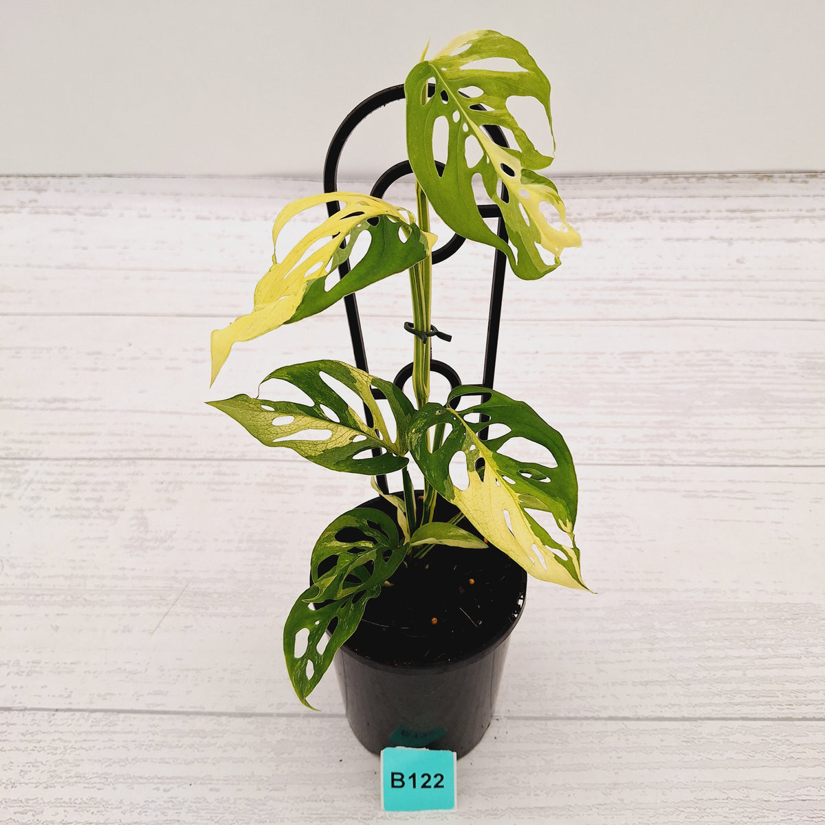 Monstera adansonii Variegata
