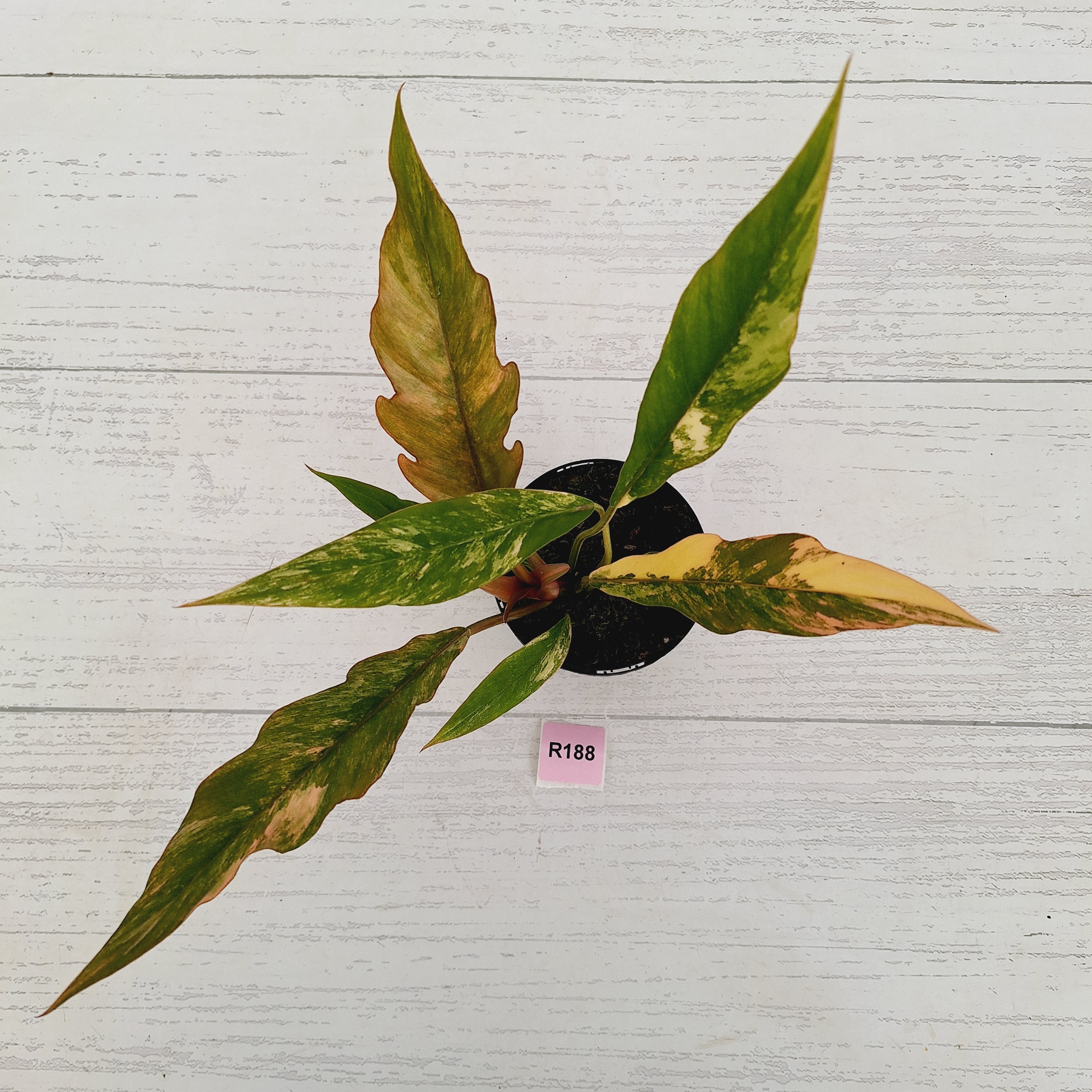 Philodendron serratum 'Caramel Marble'