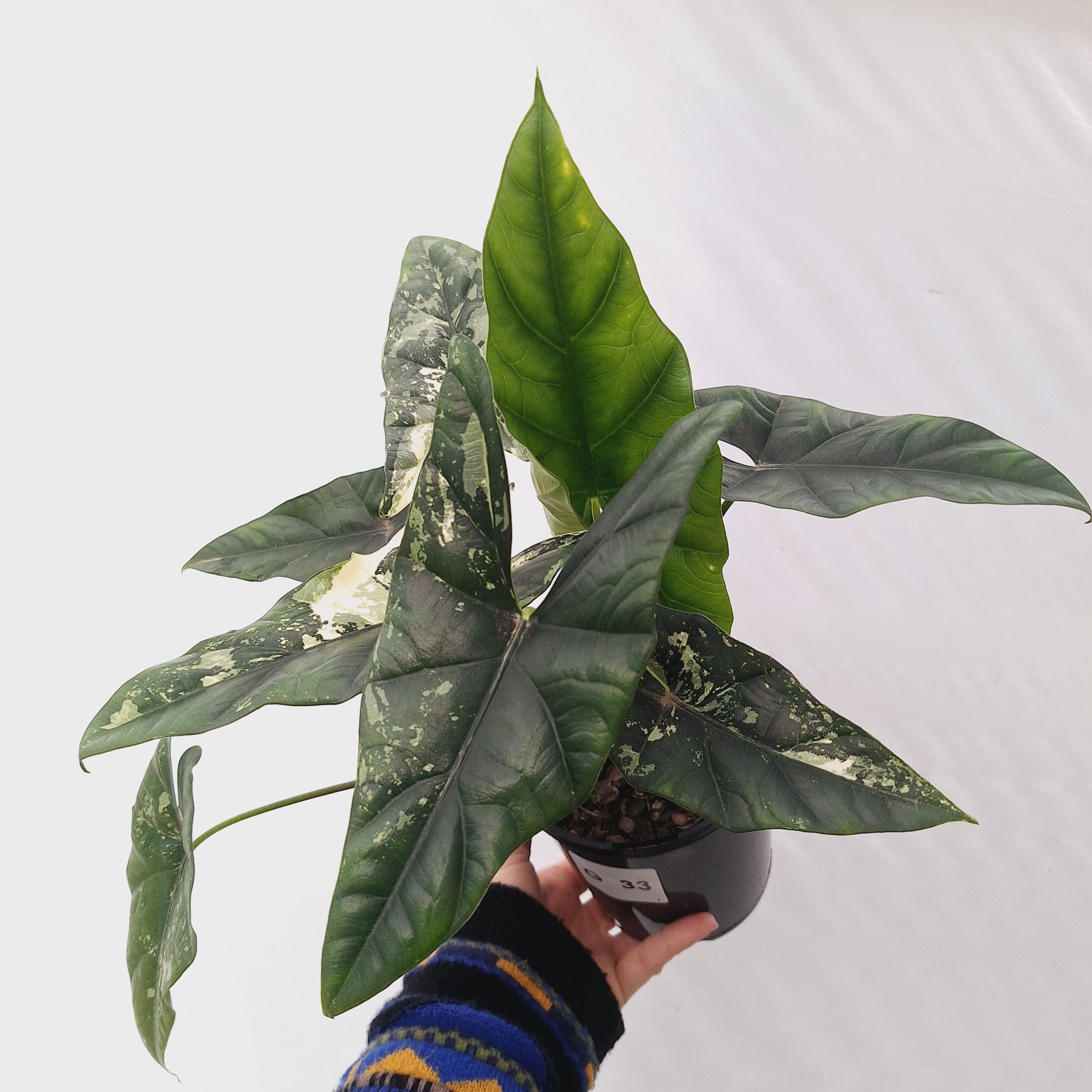 Alocasia ‘Simpo Albo’ Variegata - SALE