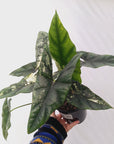 Alocasia ‘Simpo Albo’ Variegata - SALE