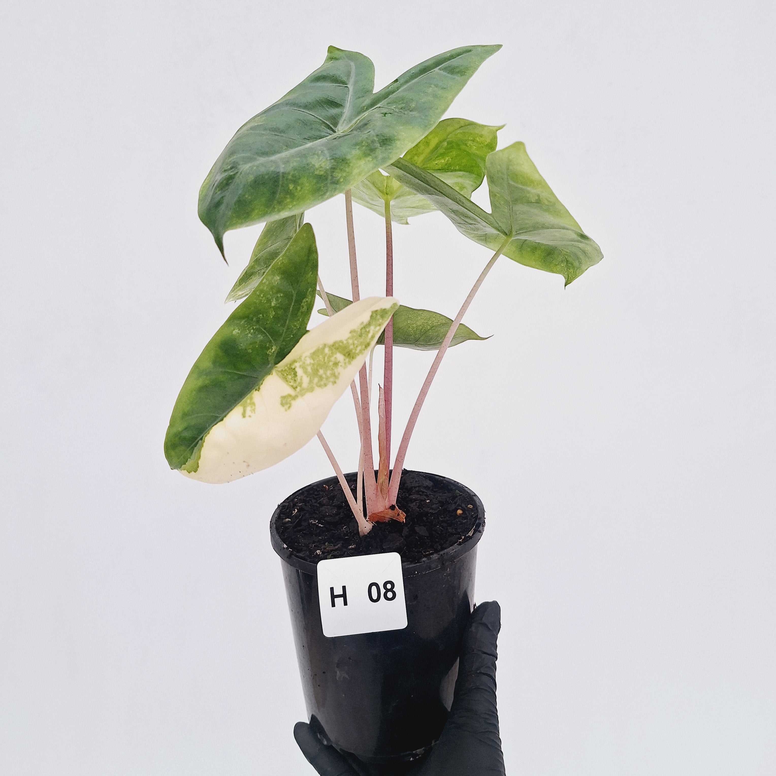 Alocasia 'Morocco' Variegated - SALE