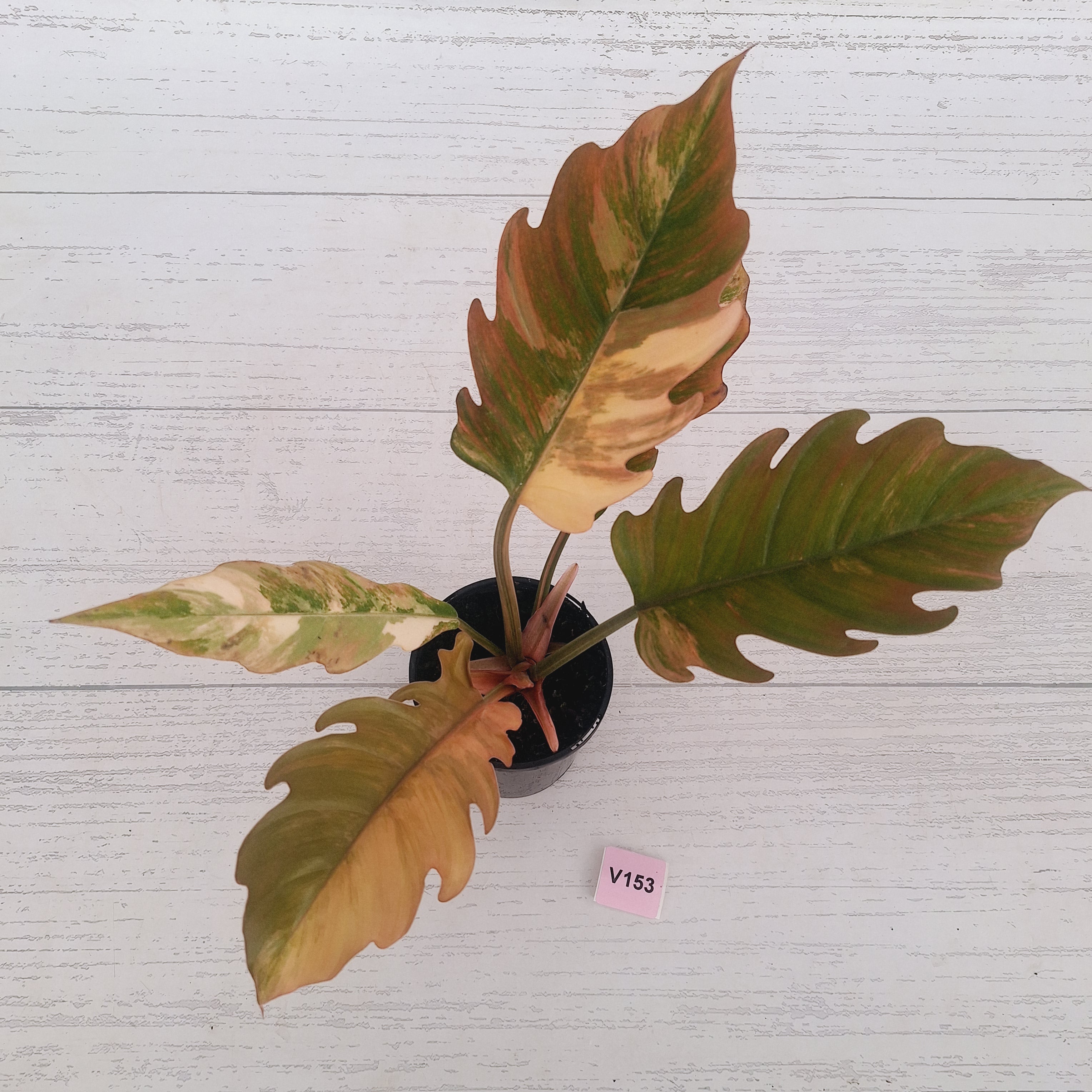 Philodendron serratum Caramel Marble
