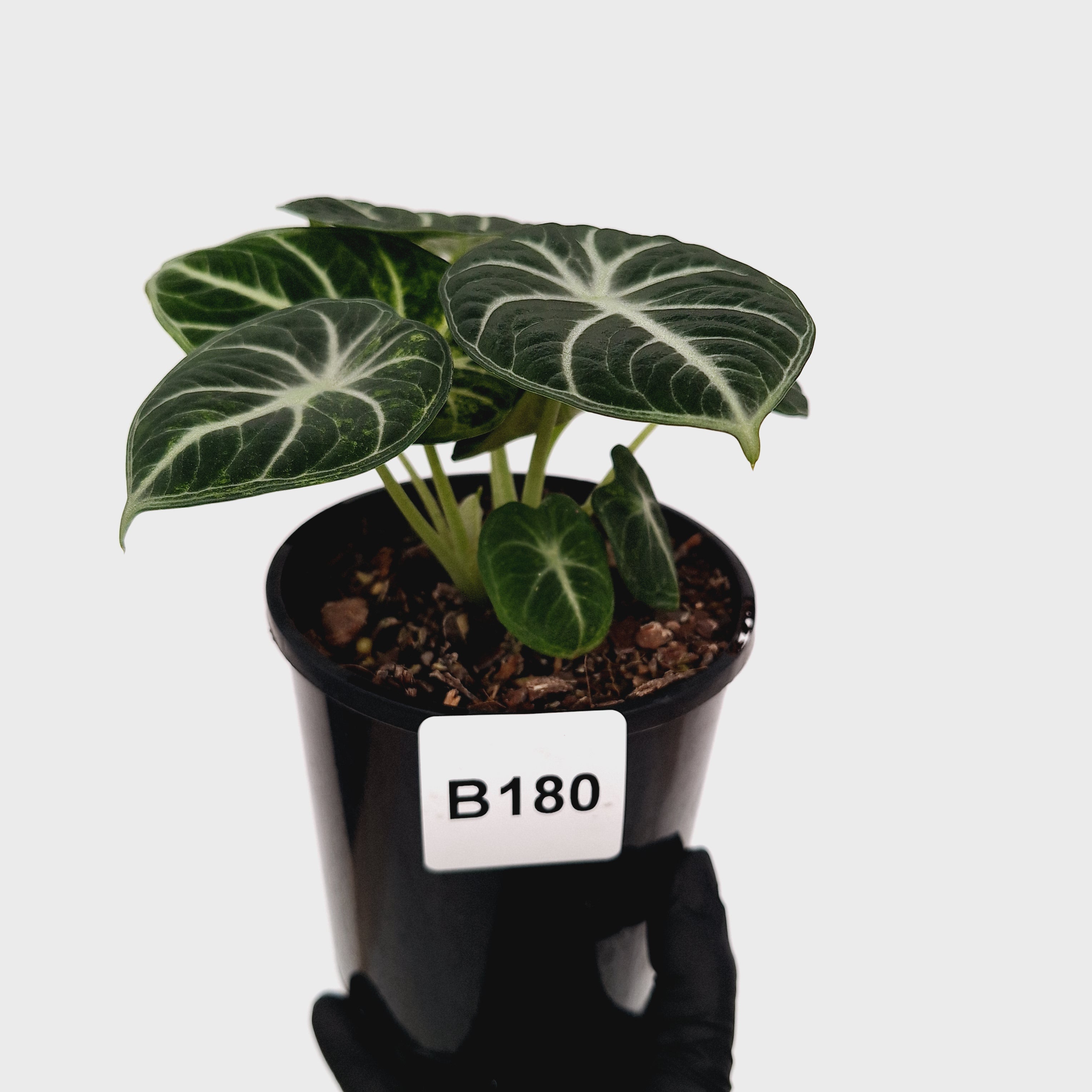 Alocasia reginula 'Ninja Variegata'