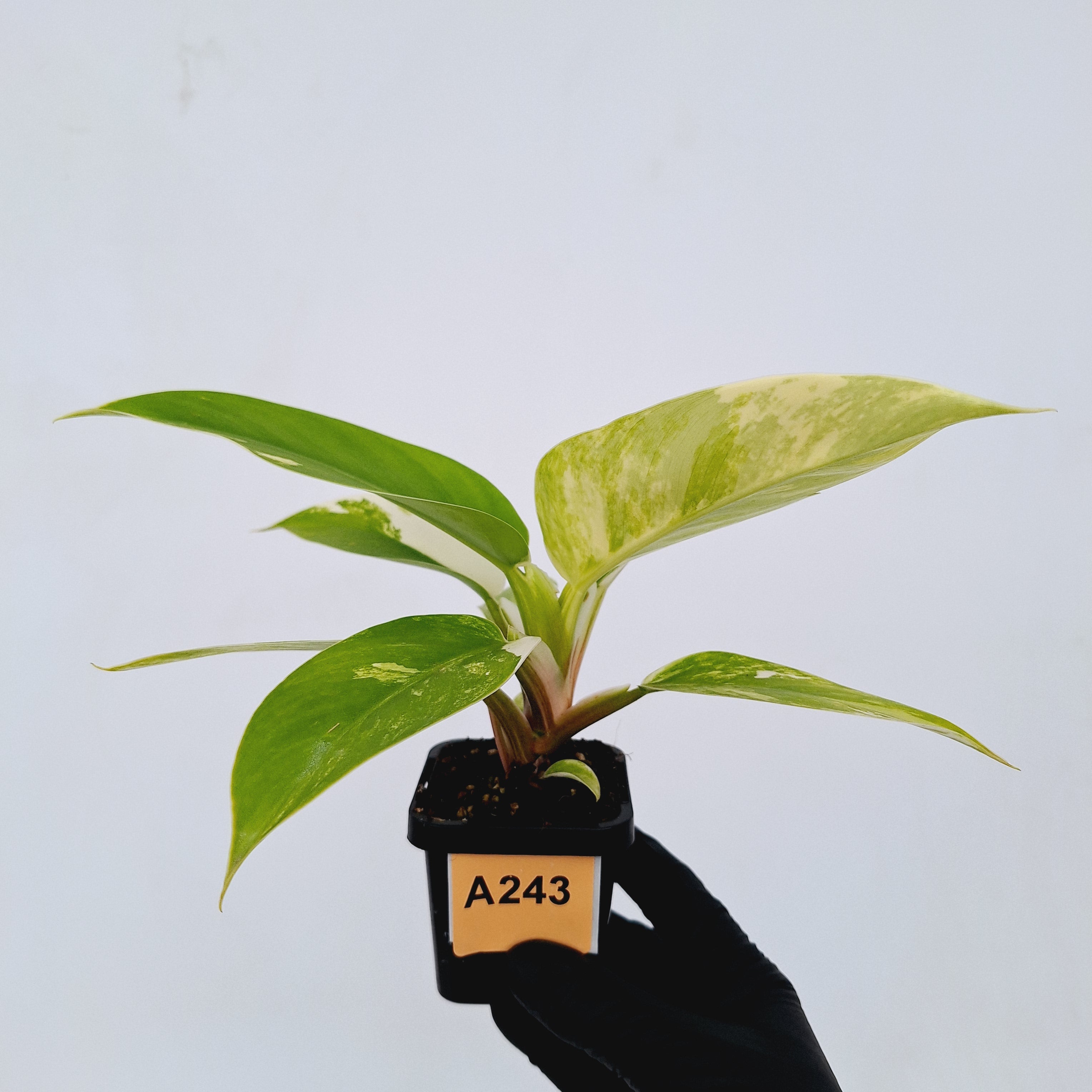 Philodendron imperial green variegata