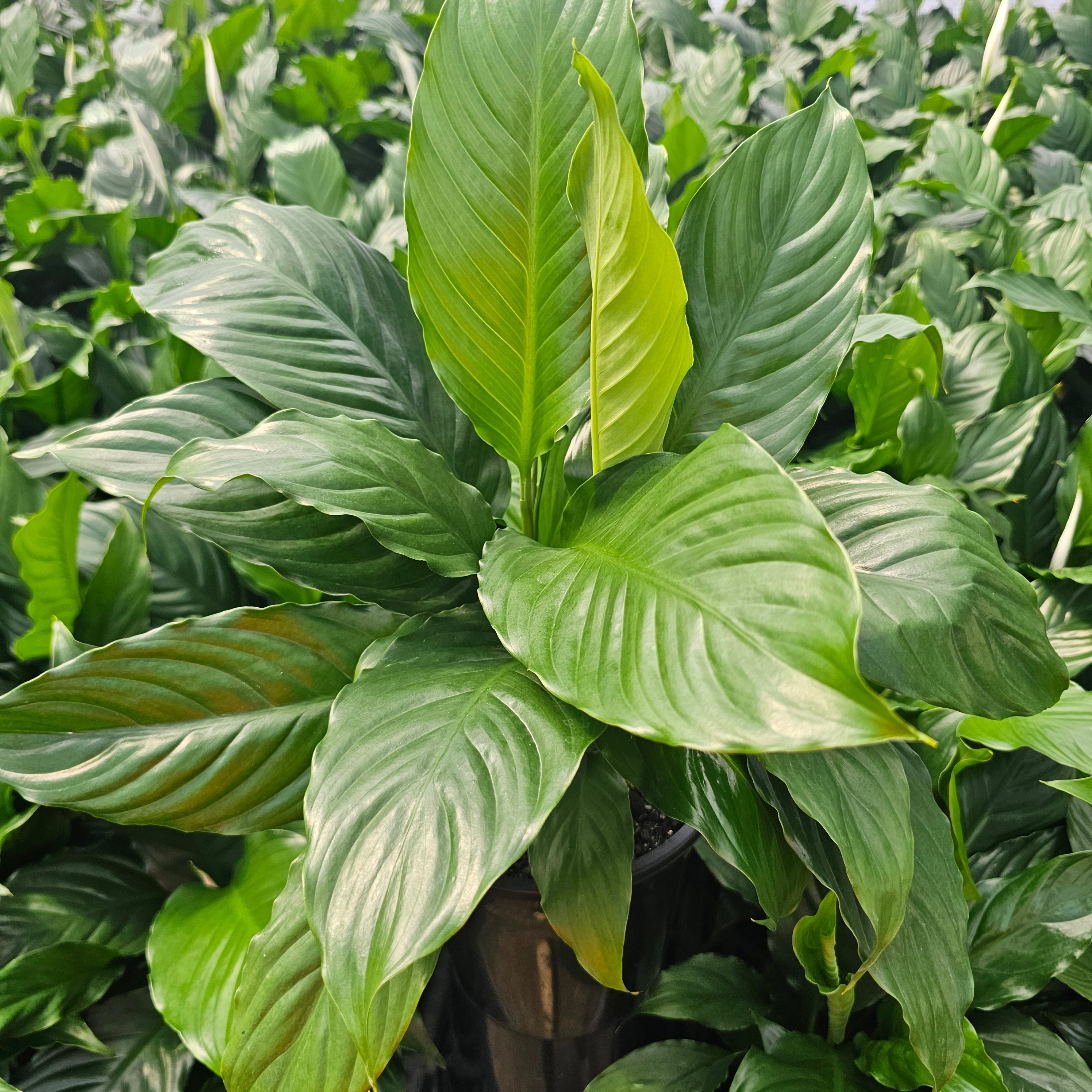 Spathiphyllum floribundum Peace Lily
