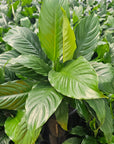 Spathiphyllum floribundum Peace Lily