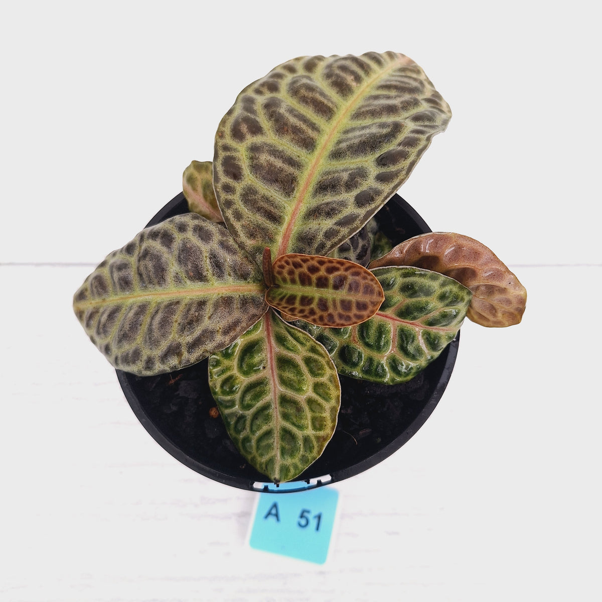 Labisia beccarii 'Turtle Back'