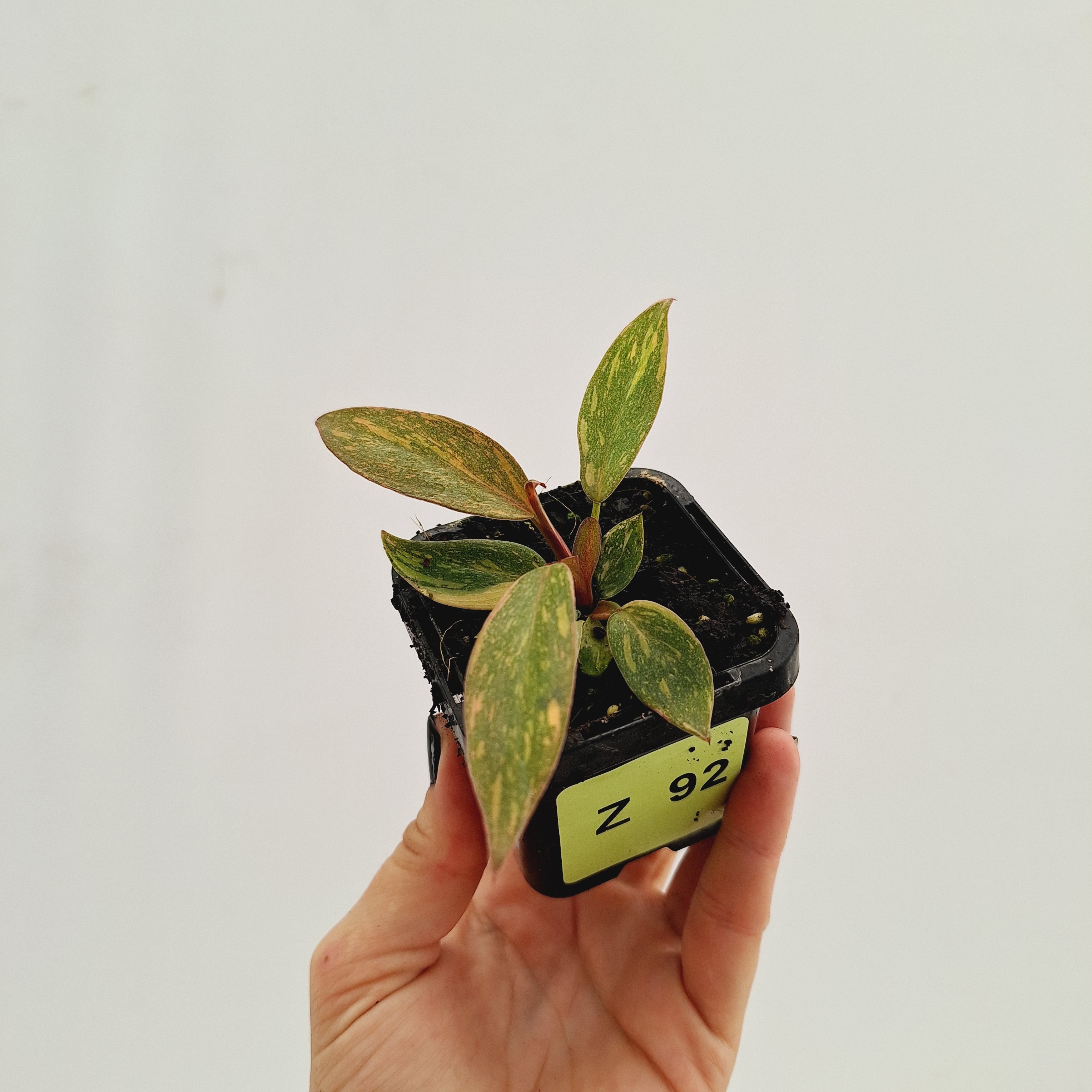 Philodendron &#39;Orange Princess&#39;