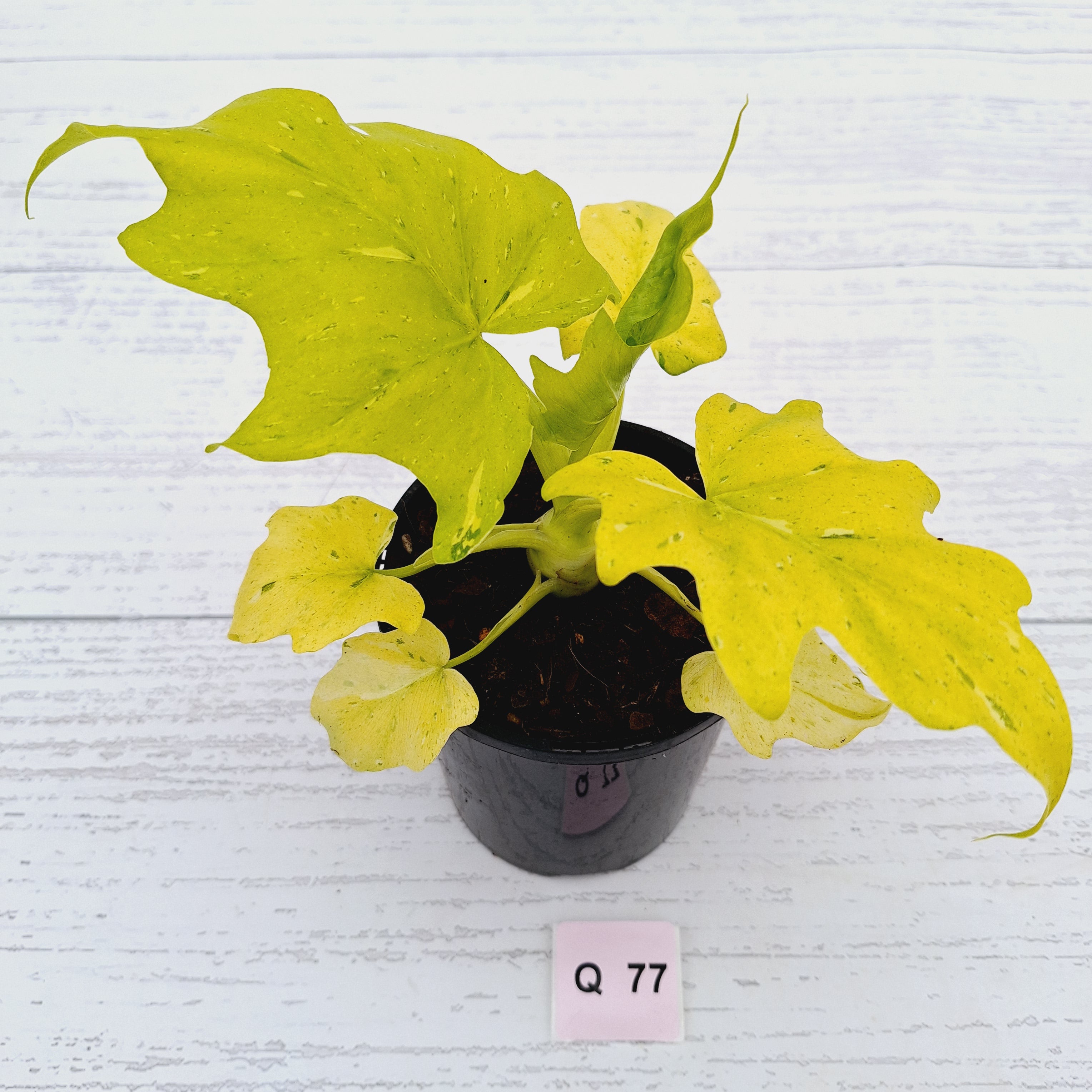 Philodendron warscewiczii Gold Variegata