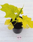 Philodendron warscewiczii Gold Variegata