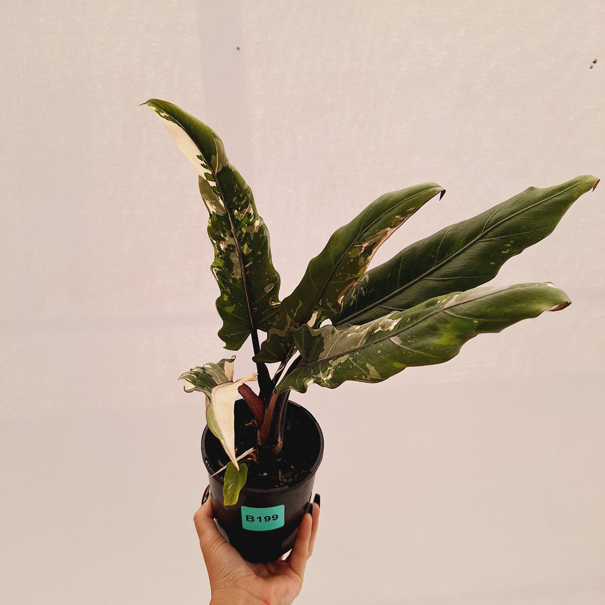 Alocasia lauterbachiana  Variegata