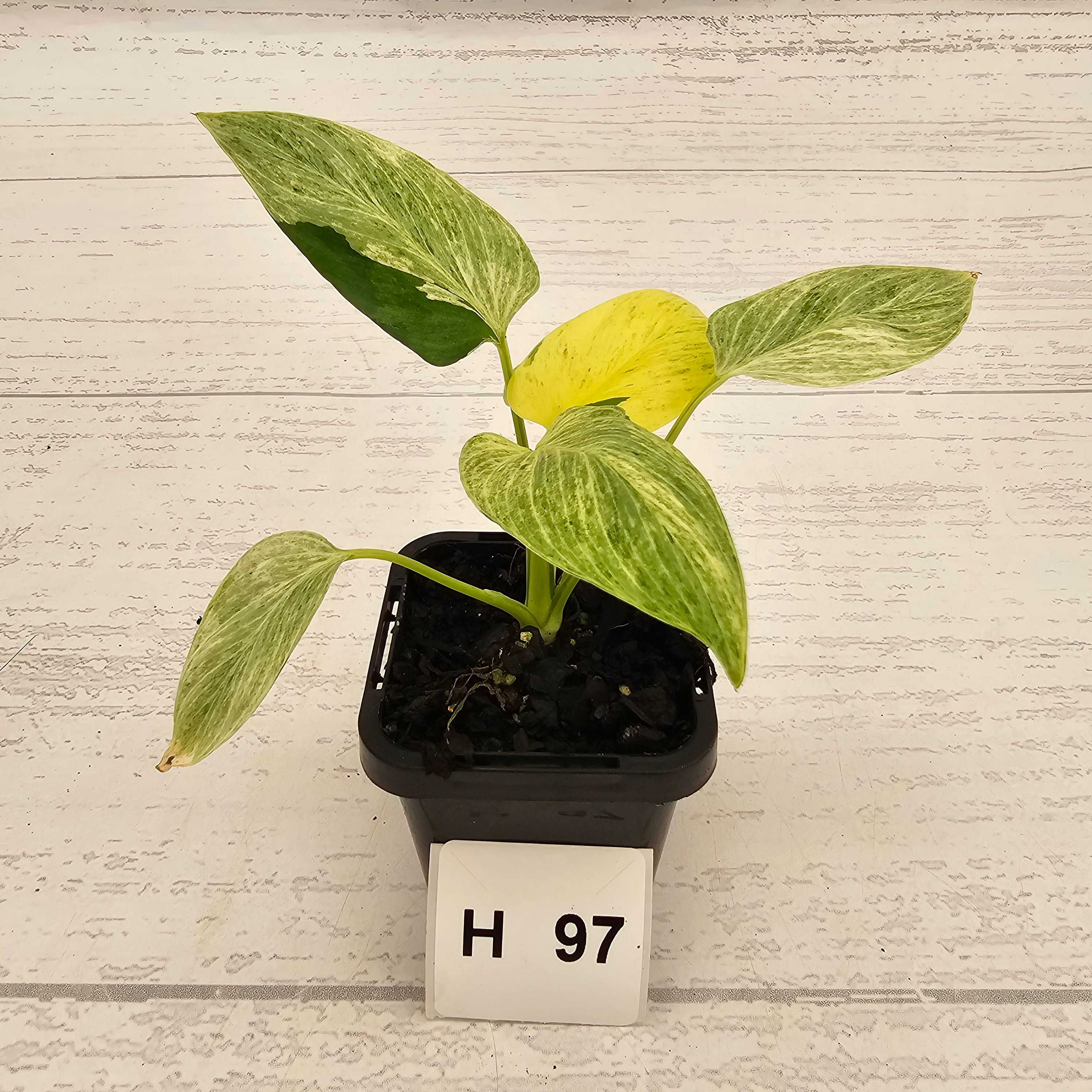 Homalomena sulcata ‘Cream Frost’ - SALE