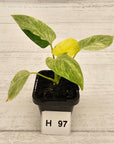 Homalomena sulcata ‘Cream Frost’ - SALE