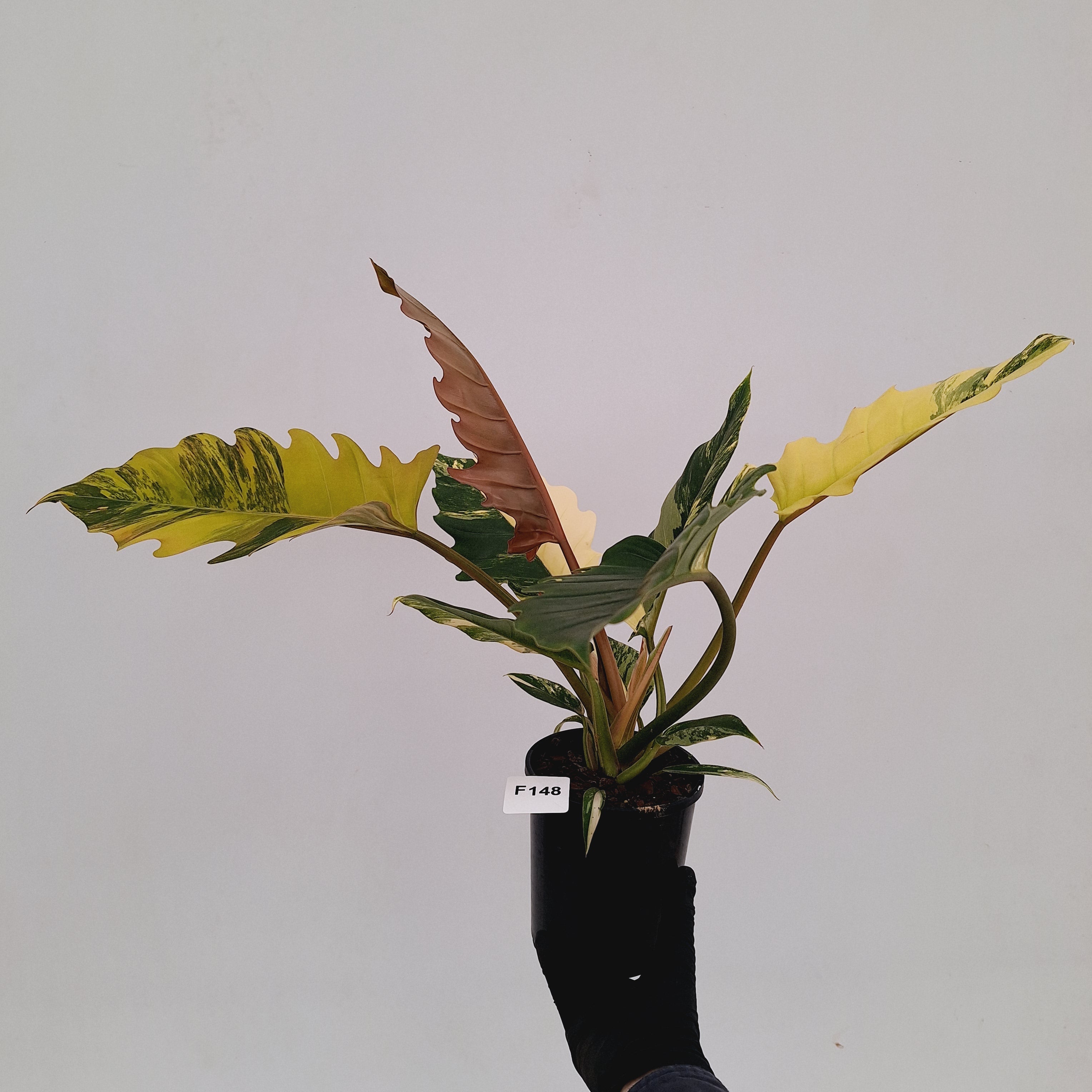 Philodendron serratum Caramel Marble