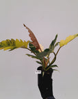 Philodendron serratum Caramel Marble