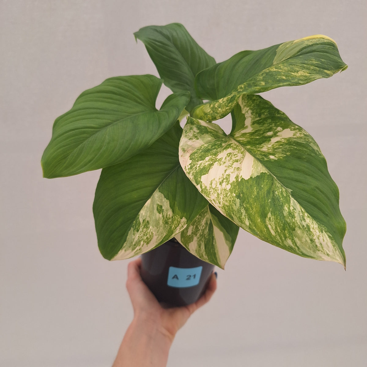 Homalomena rubescens Variegata