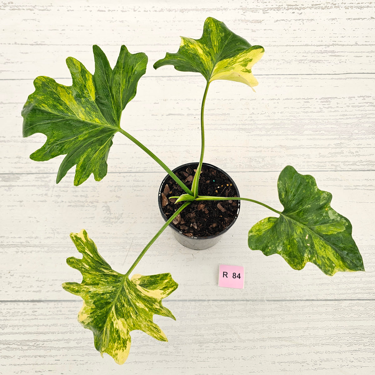 Philodendron bipinnatifidum variegata - SALE
