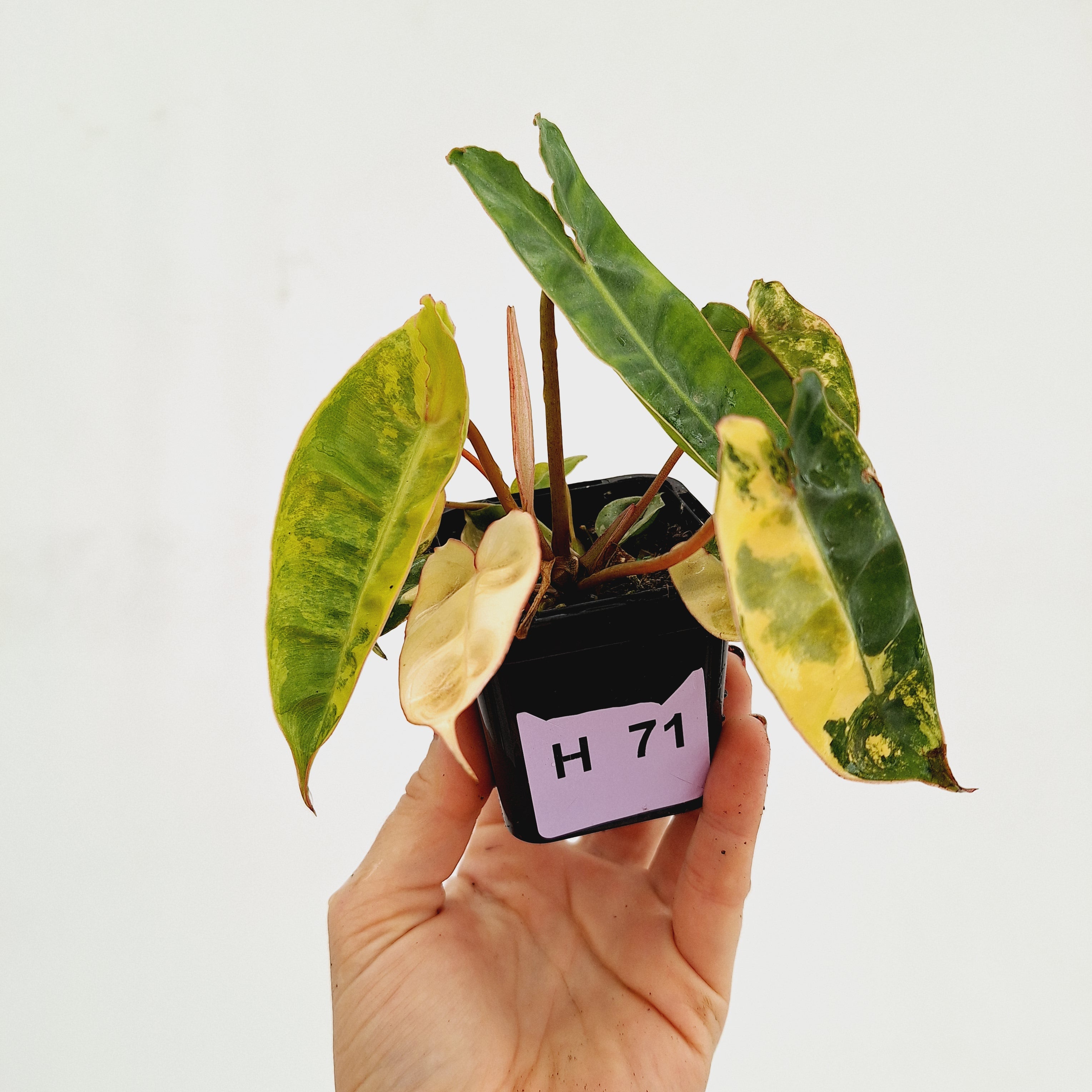 Philodendron billietiae Variegata