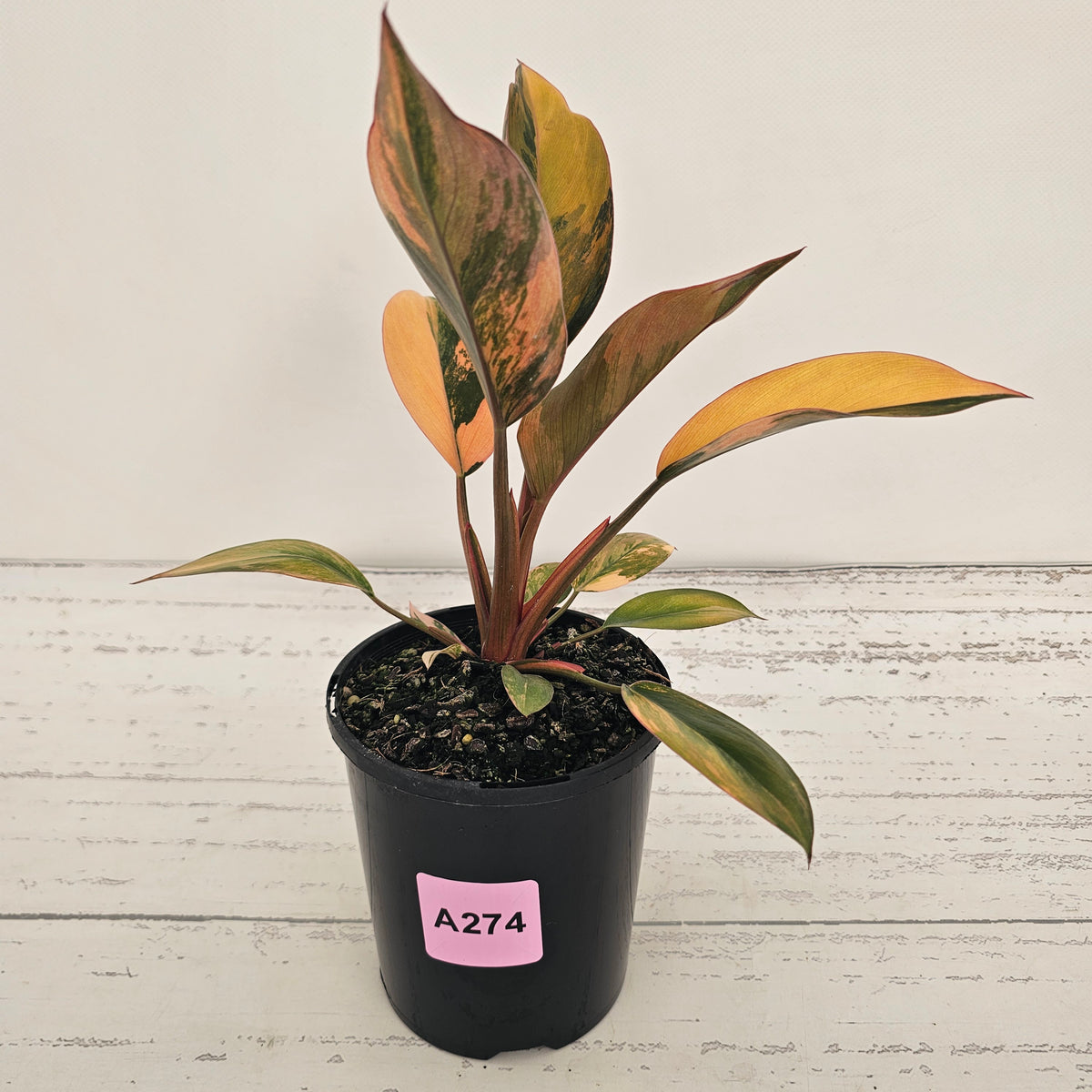 Philodendron 'Rojo Congo Variegated' 125mm - SALE