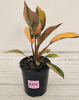 Philodendron 'Rojo Congo Variegated' 125mm - SALE