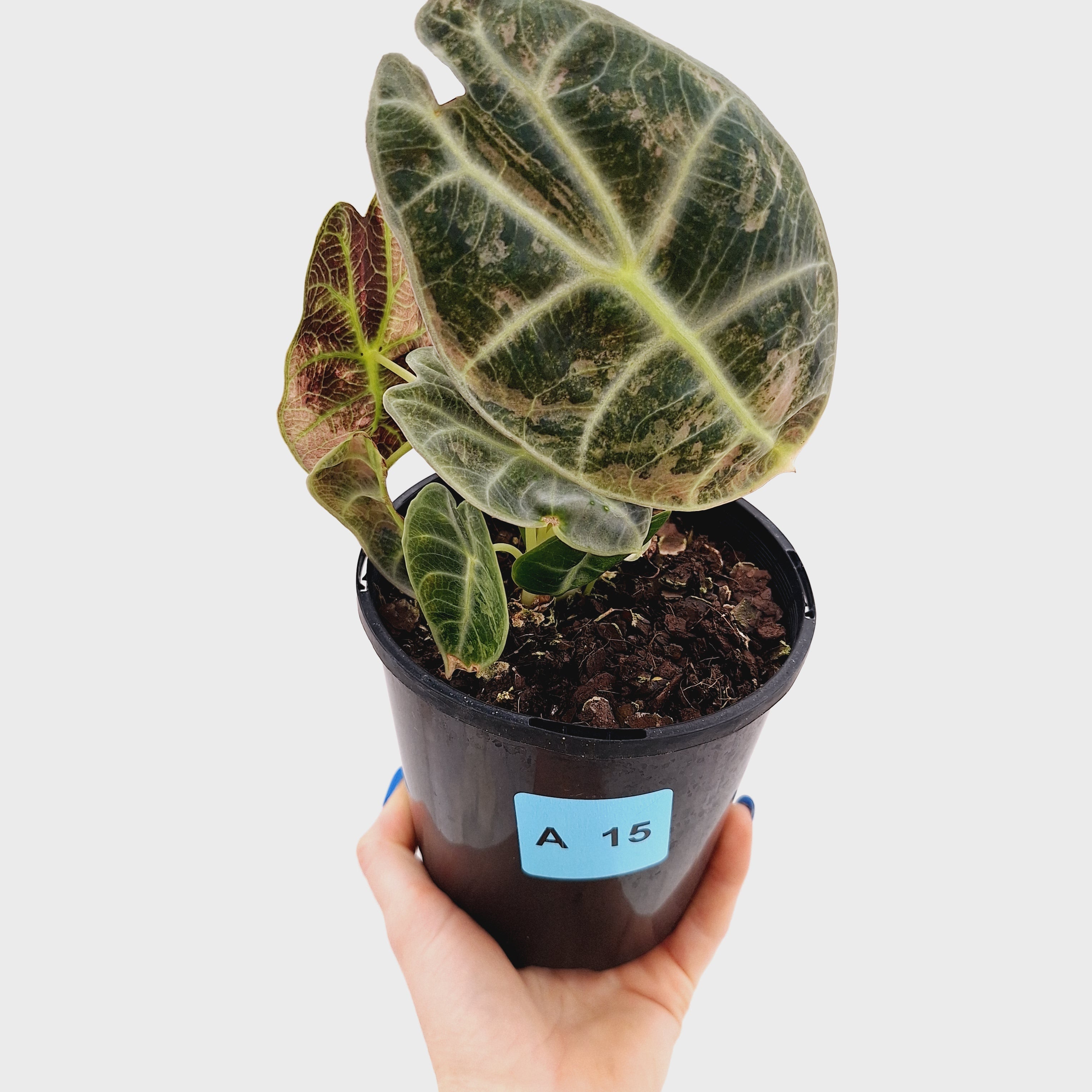 Alocasia Watsoniana white lightening variegata