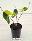 Alocasia macrorrhizos 'Stingray Aurea' Variegata