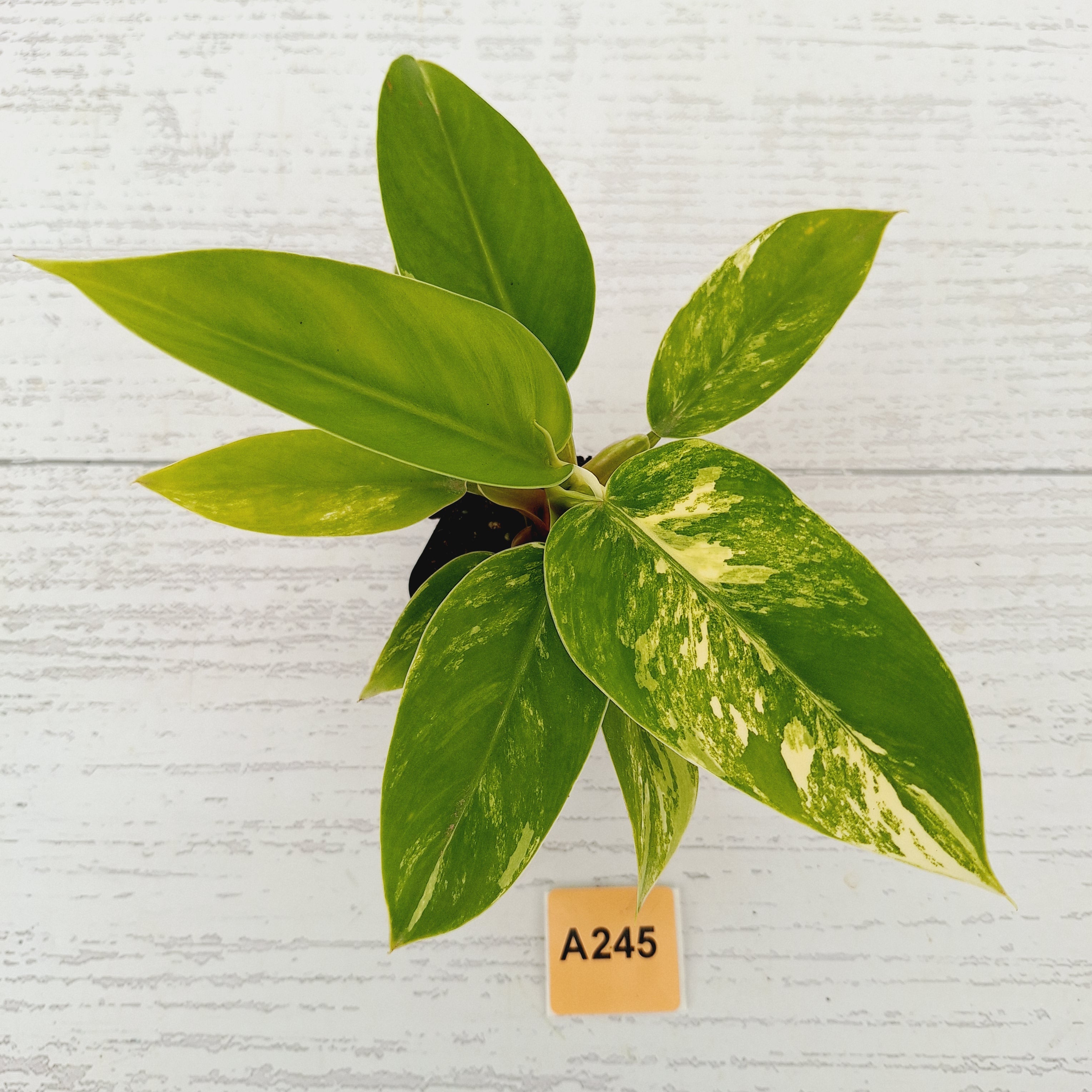 Philodendron imperial green variegata