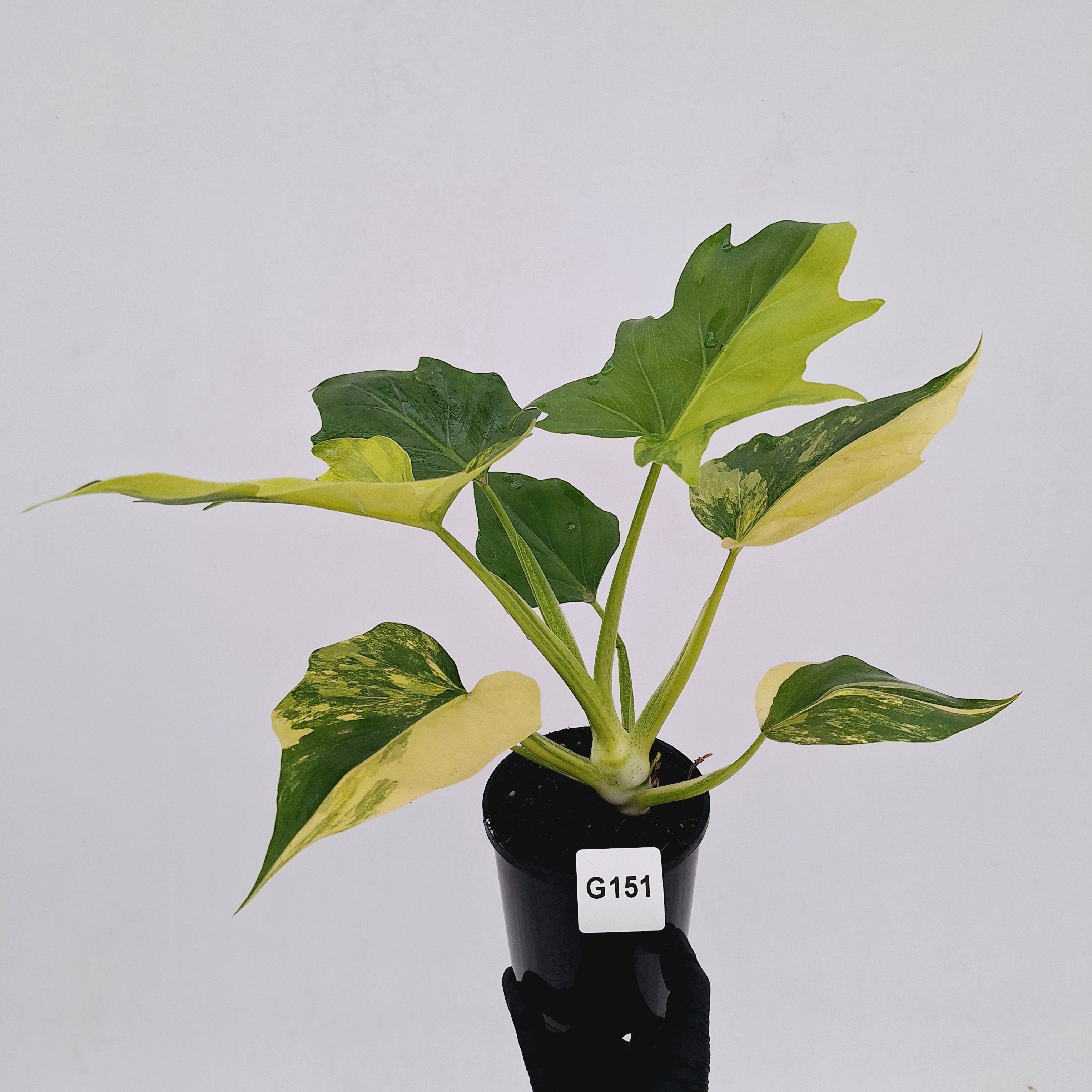 Philodendron warscewiczii Gold Variegata