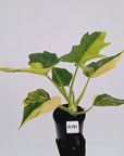 Philodendron warscewiczii Gold Variegata