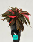 Homalomena Humilis Jungle Satin Variegata - SALE