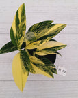 Monstera standleyana 'Cobra' - SALE