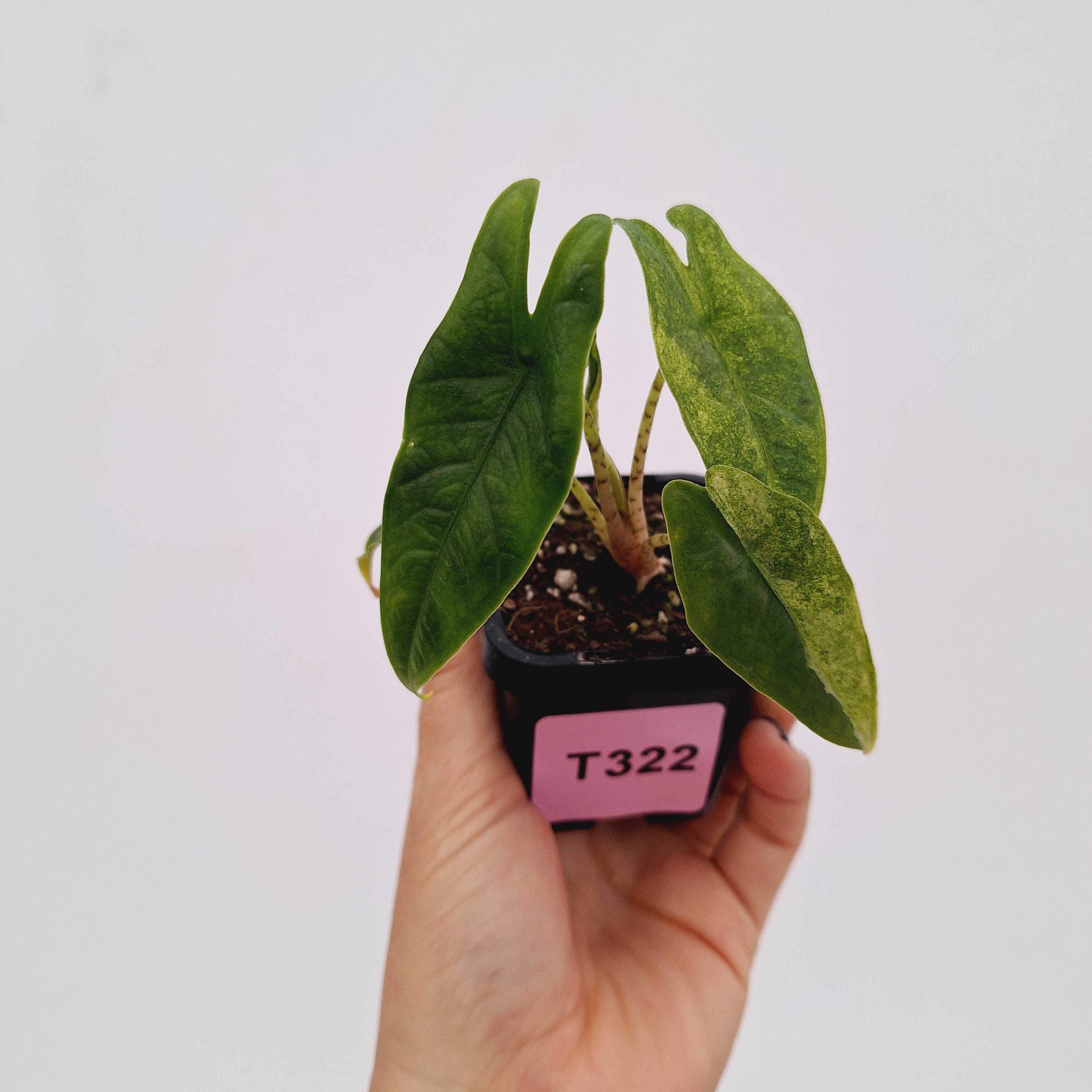 Alocasia Simpo Variegata ( low variegated )