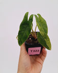 Alocasia Simpo Variegata ( low variegated )