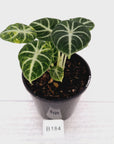 Alocasia reginula 'Ninja Variegata'