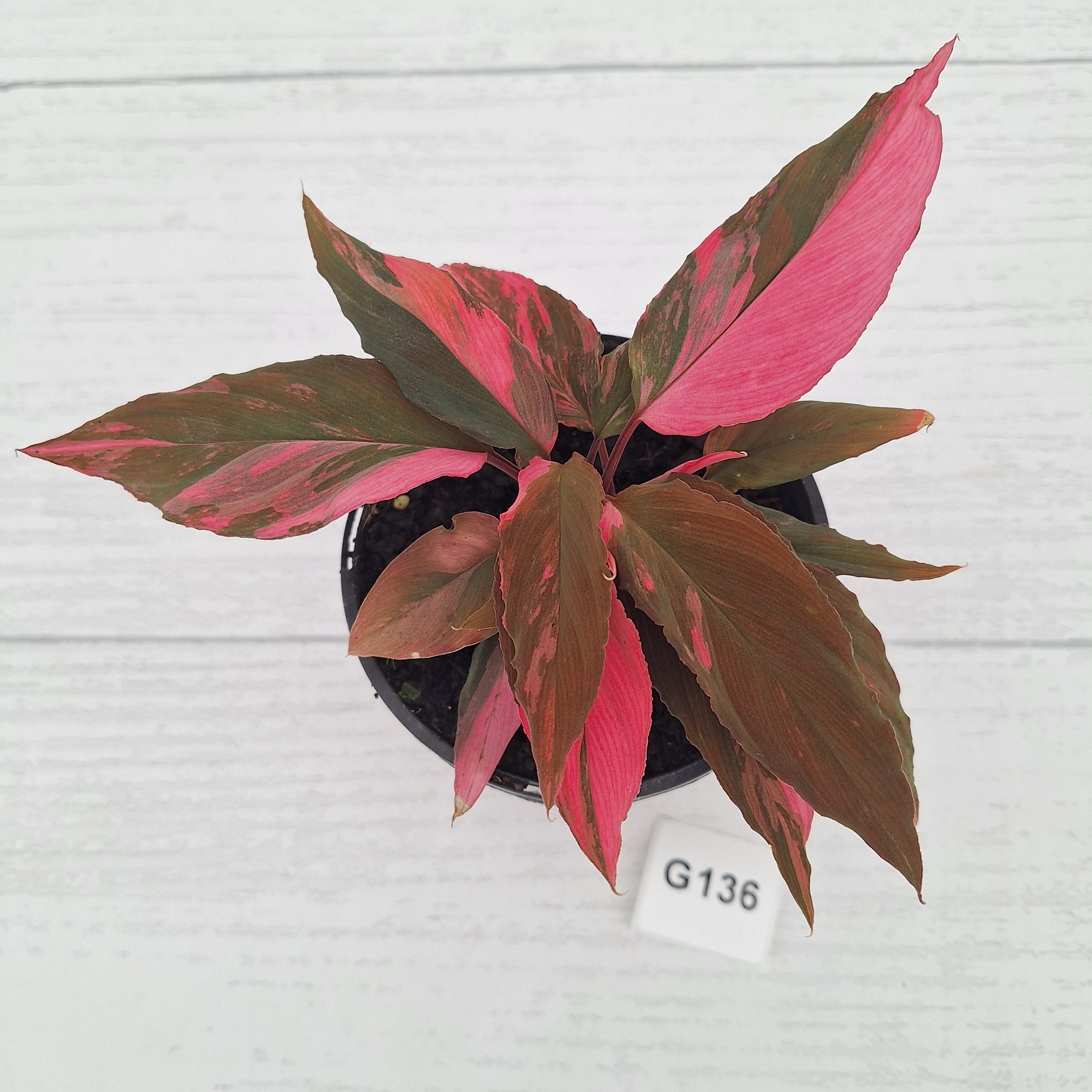Homalomena Humilis Jungle Satin Variegata
