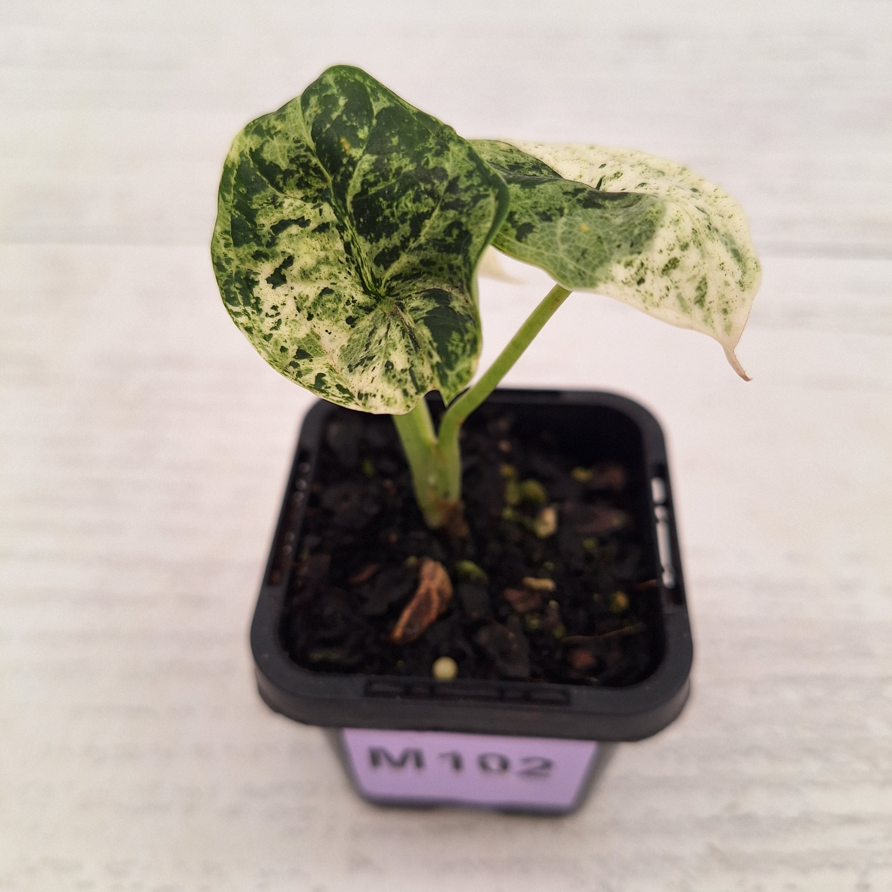 Alocasia baginda ‘Dragon Scale Mint’