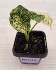 Alocasia baginda ‘Dragon Scale Mint’