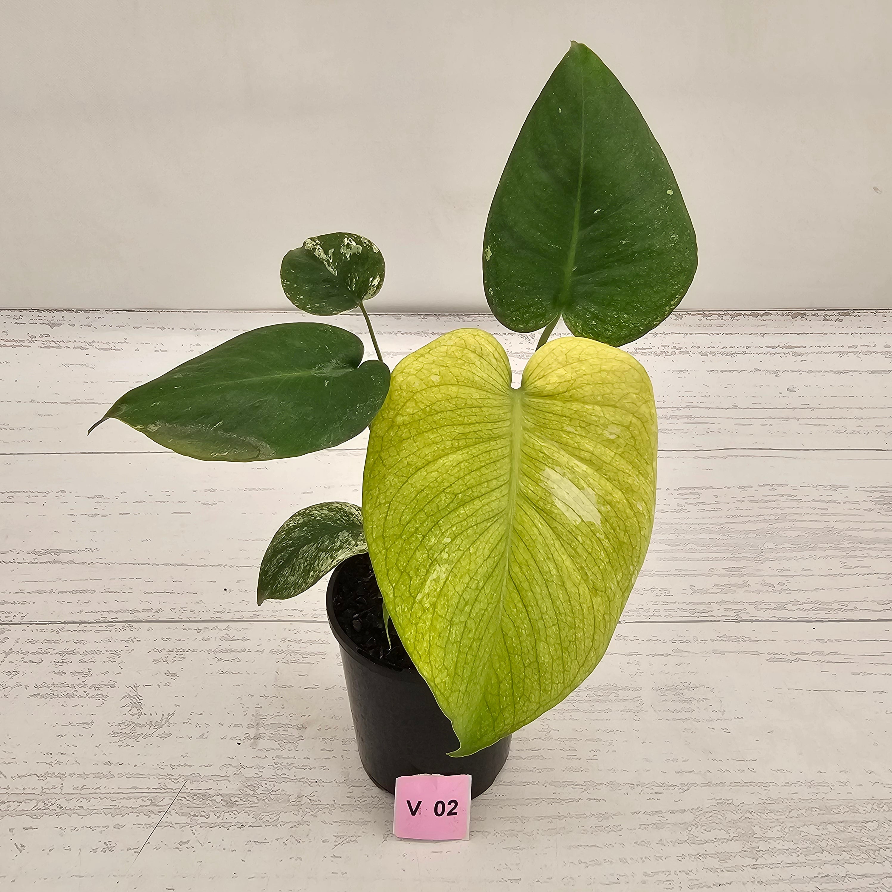 Monstera Deliciosa 'Mint'