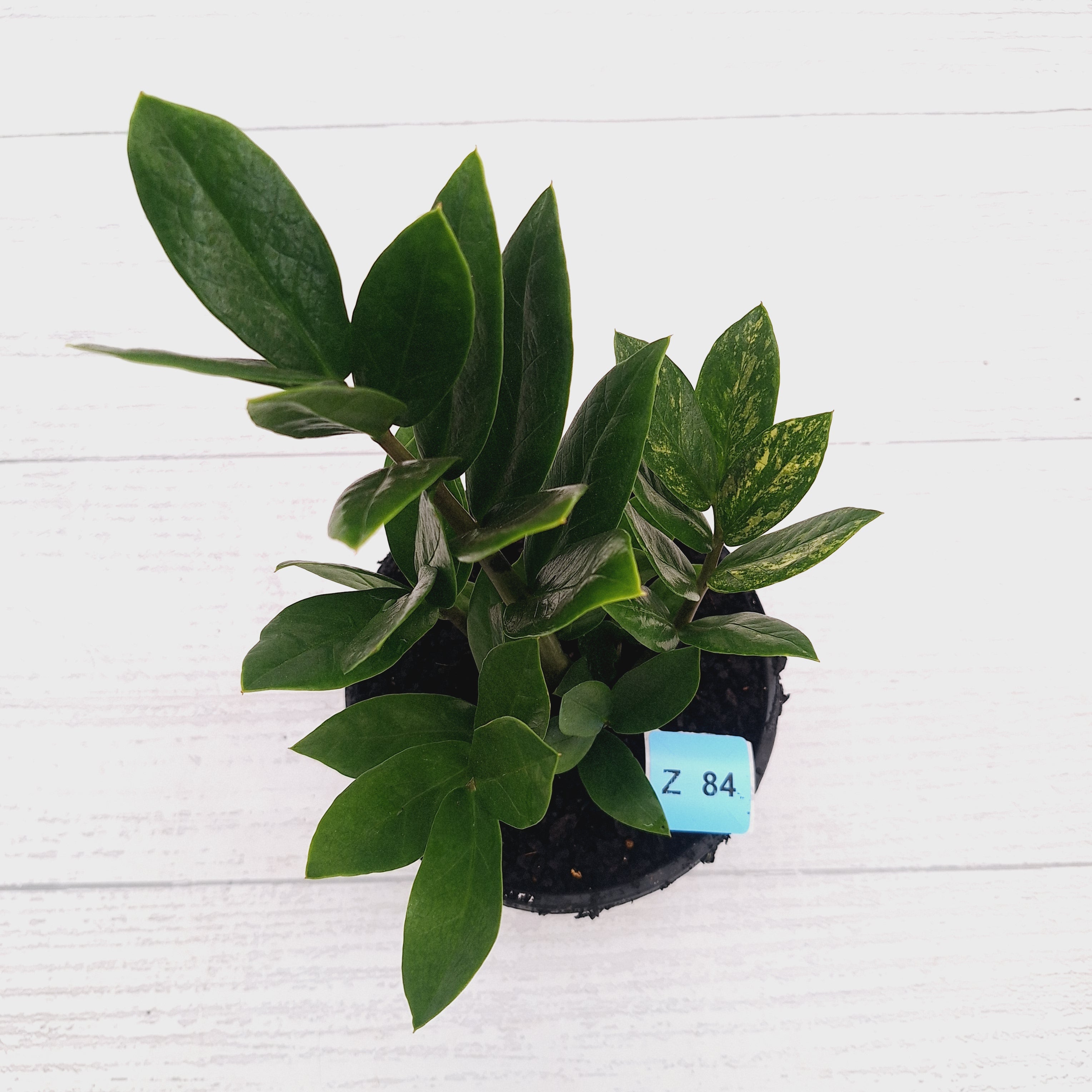 Zamioculcas zamiifolia Variegated ZZ Plant