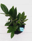 Zamioculcas zamiifolia Variegated ZZ Plant