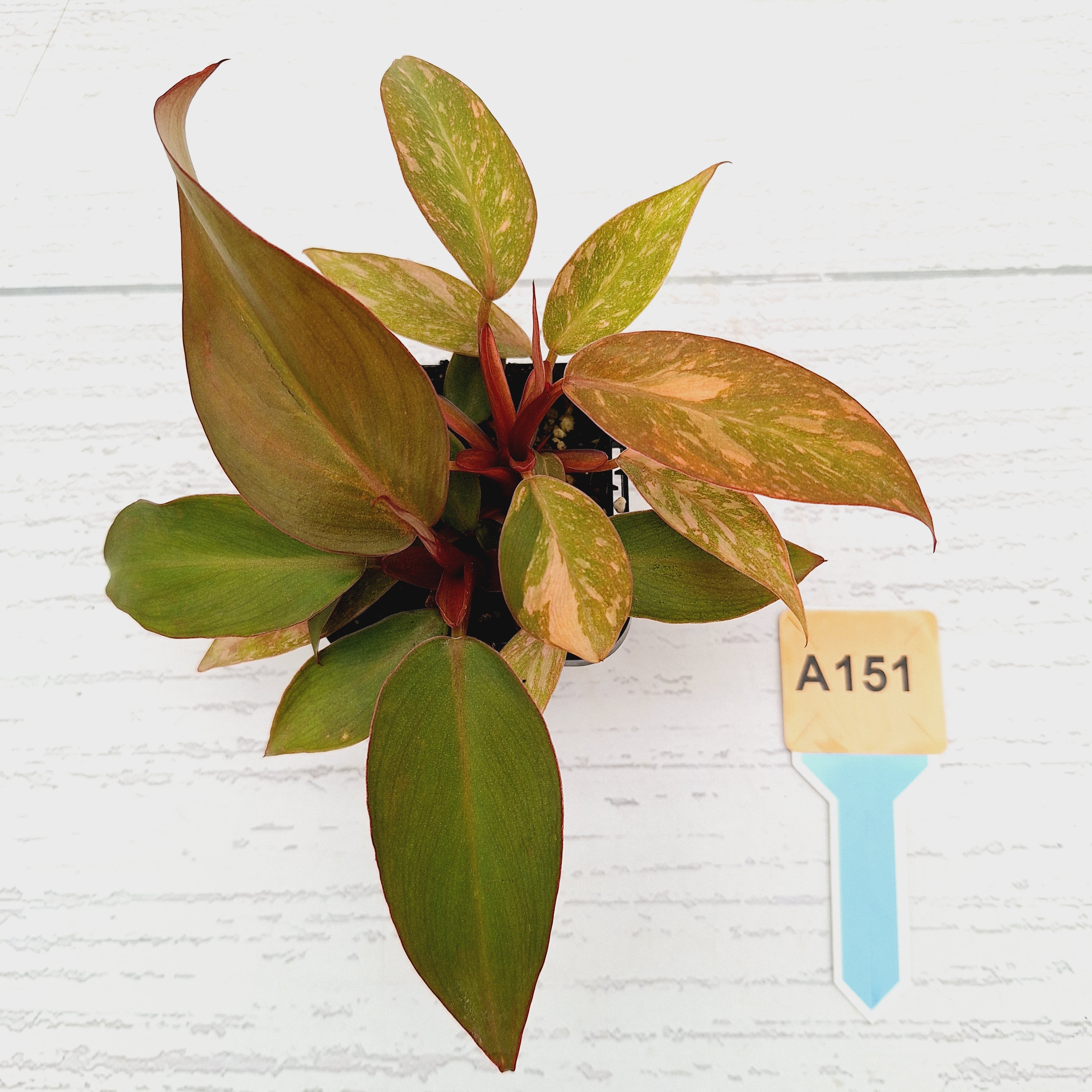 Philodendron &#39;Orange Princess&#39;